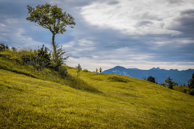 BUCOVINA ULTRA ROCKS