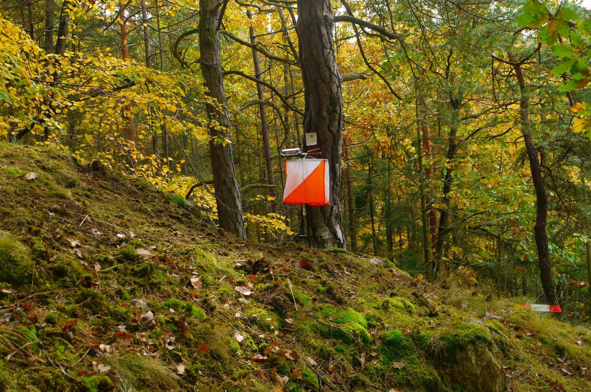 Cupa României - Carpathian Orienteering Trophy