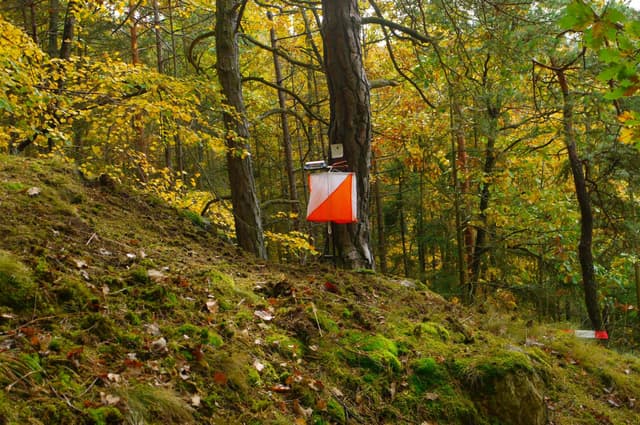 Cupa României - Carpathian Orienteering Trophy