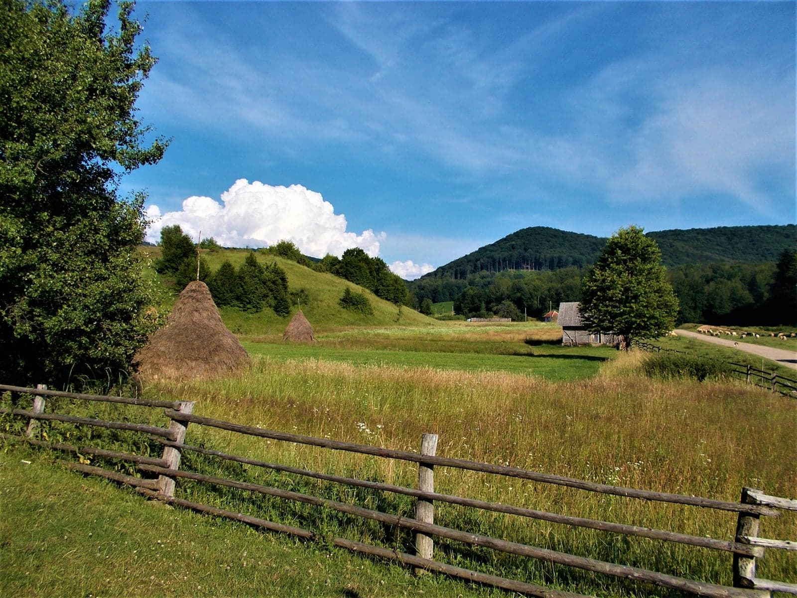 Opinca Trail